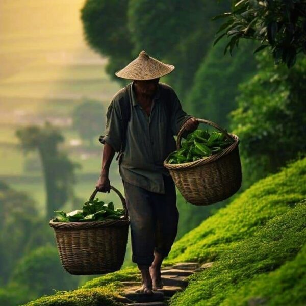 TEA LEAF
